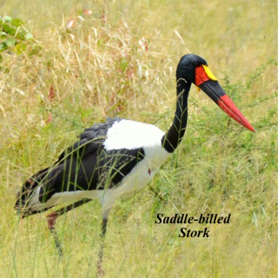 Saddle-billed Stork